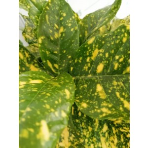 Aucuba japonica "Crotonifolia" 5L Deco 40/50
