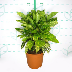 Aucuba japonica "Crotonifolia" 5L 40/50