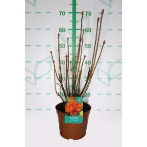 Azalea hibrida 3.5L 40/60