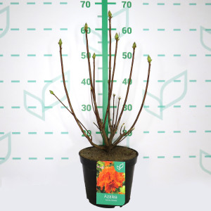 Azalea hibrida 3.5L 40/60