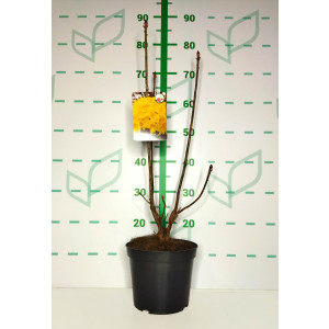 Azalea hibrida "Fragant" 3.5L 40/60