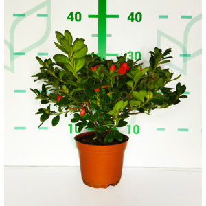 Azalea indica 1L 12/15