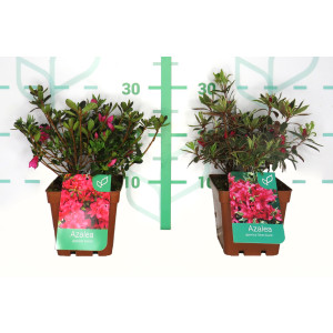 Azalea japonica 1.6L 20/30