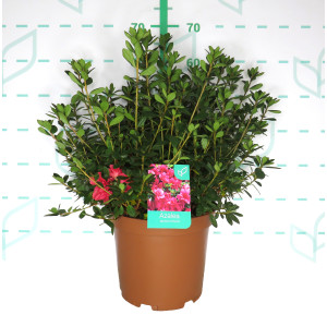 Azalea japonica 10L 30/40