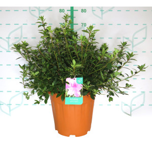 Azalea japonica 15L 60/80