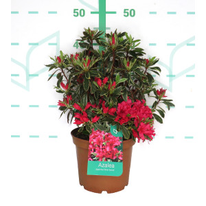 Azalea japonica 3L 25/35