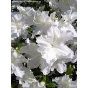 Azalea japonica 6L Cuadrada Ht 50/60 80/100