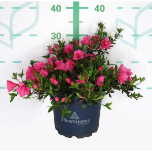Azalea japonica "Cascadula" HORTINNO 3L 25/35