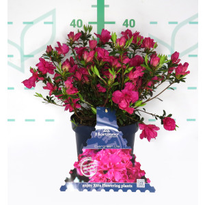 Azalea japonica HORTINNO ® 3L 25/35