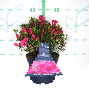 Azalea japonica HORTINNO ® 3L 25/35