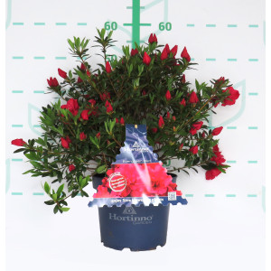 Azalea japonica HORTINNO ® 5L 30/40