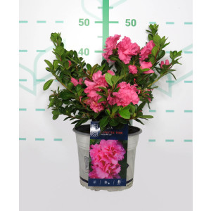 Azalea REPETITA ® 4L 25/30