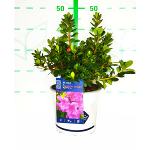 Azalea REPETITA ® 4L 20/25 Refloreciente