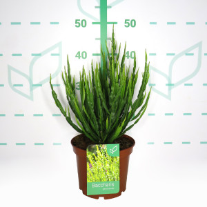 Baccharis 3L 20/25