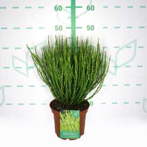 Baccharis genistelloides 3L 20/25