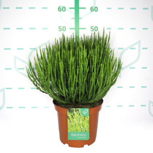 Baccharis genistelloides 5L 35/45