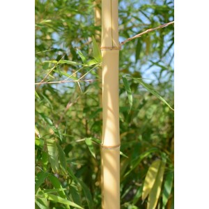 Phyllostachys aureosulcata "Aureocaulis" 15L 8-10 250/300