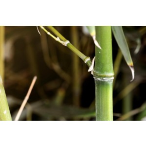 Phyllostachys bissetii 35L 15-20 300