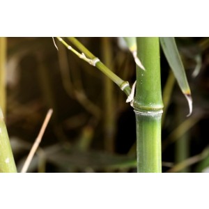 Phyllostachys bissetii 5L 2-4 100/150