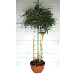 Bambú d´autor 9L Tarrina 90/100