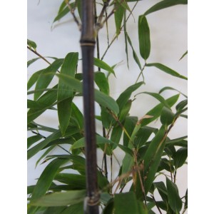 Phyllostachys nigra 15L 5-8 200/250