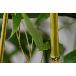 Phyllostachys aureosulcata "Spectabilis" 35L 15-20 300/350