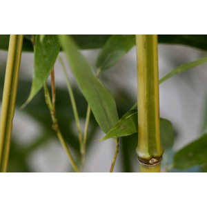 Phyllostachys aureosulcata "Spectabilis" 15L 6-8 250/300