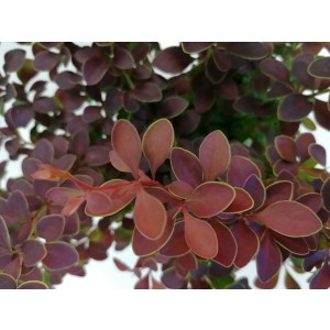 Berberis thunbergii "Golden Ring" 2L 20/25