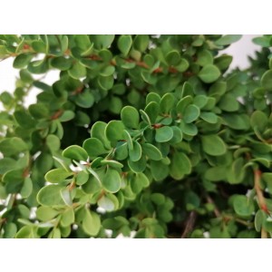 Berberis thunbergii "Green Carpet" 2L 15/20 DP 25/30