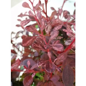 Berberis thunbergii "Harlequin" 2L 20/25