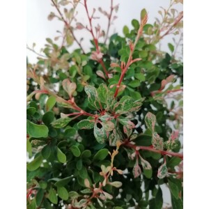 Berberis thunbergii "Natasza" 2L 20/25