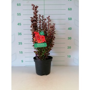 Berberis thunbergii "Orange Sunrise" 2L 15/20