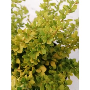 Berberis thunbergii "Sensation" 2L 15/20