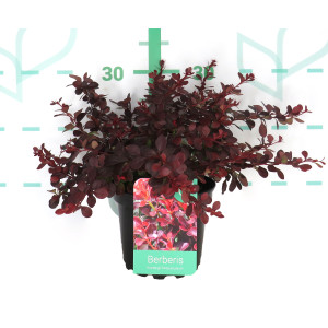 Berberis thunbergii "Atropurpurea" 2L 15/20