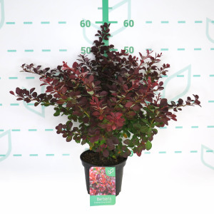 Berberis thunbergii "Atropurpurea" 2L 20/30
