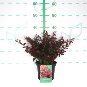 Berberis thunbergii "Atropurpurea" 2L 15/20