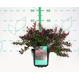 Berberis thunbergii  "Atropurpurea Nana" 2L 15/20