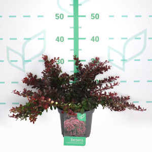 Berberis thunbergii  "Atropurpurea Nana" 2L 15/20