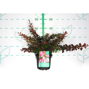 Berberis thunbergii "Golden Ring" 2L 15/20 DP 30/40