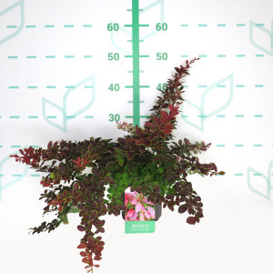 Berberis thunbergii "Golden Ring" 2L 15/20 DP 30/40