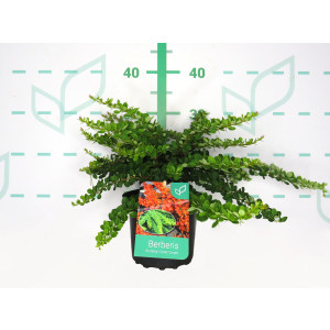 Berberis thunbergii "Green Carpet" 2L 15/20 DP 25/30