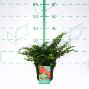 Berberis thunbergii "Green Carpet" 2L 15/20 DP 25/30