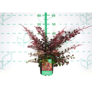Berberis thunbergii "Harlequin" 2L 20/25