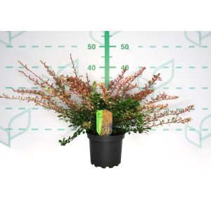 Berberis thunbergii "Natasza" 2L 20/25