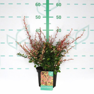 Berberis thunbergii "Natasza" 2L 20/25