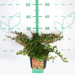 Berberis thunbergii "Natasza" ® 2L 20/25 DP 30/40