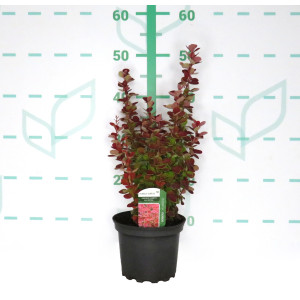  Berberis thunbergii "Orange Sunrise" ® 2L 20/30