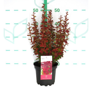 Berberis thunbergii "Red Rocket" 2L 20/30