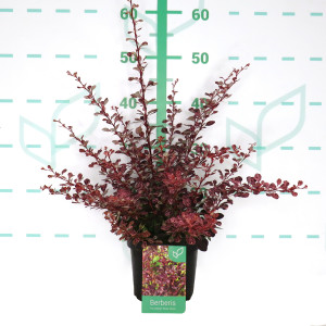 Berberis thunbergii "Rose Glow" 2L 15/20