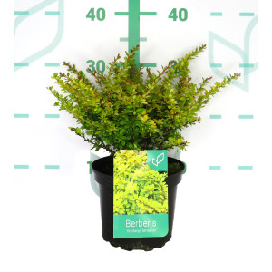 Berberis thunbergii "Sensation" 2L 15/20
